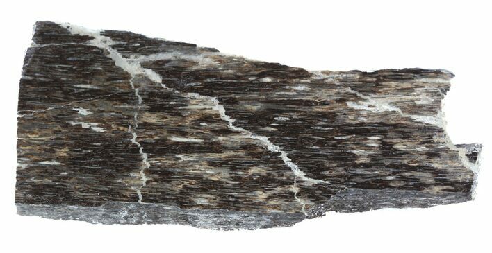 Polished Pliosaur (Liopleurodon) Bone - England #53451
